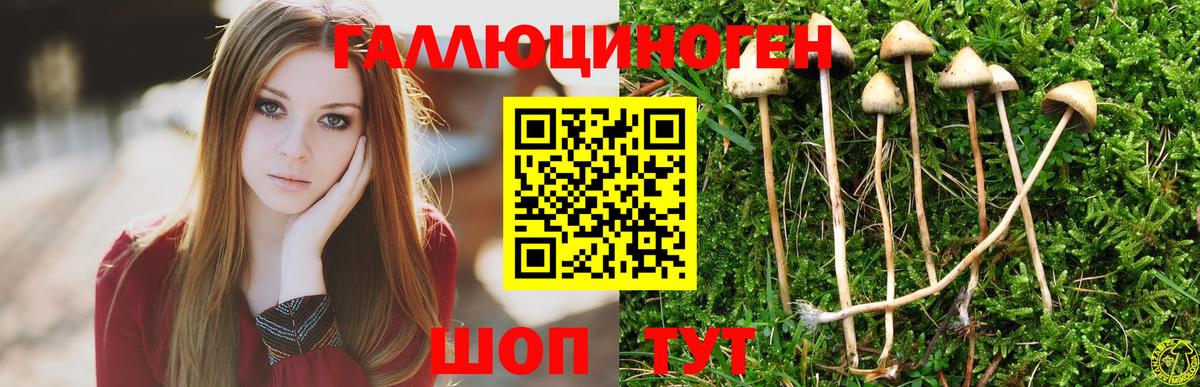 Казань  Псилоцибиновые грибы мухоморы  Псилоцибиновые грибы GOLDEN TEACHER  Вход с VPN 